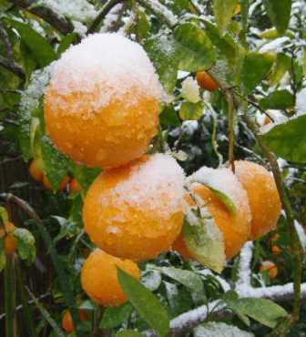 OrangeSnow.ru